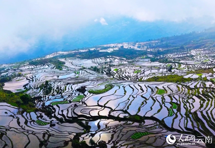春の耕作進む広大な棚田　雲南省紅河