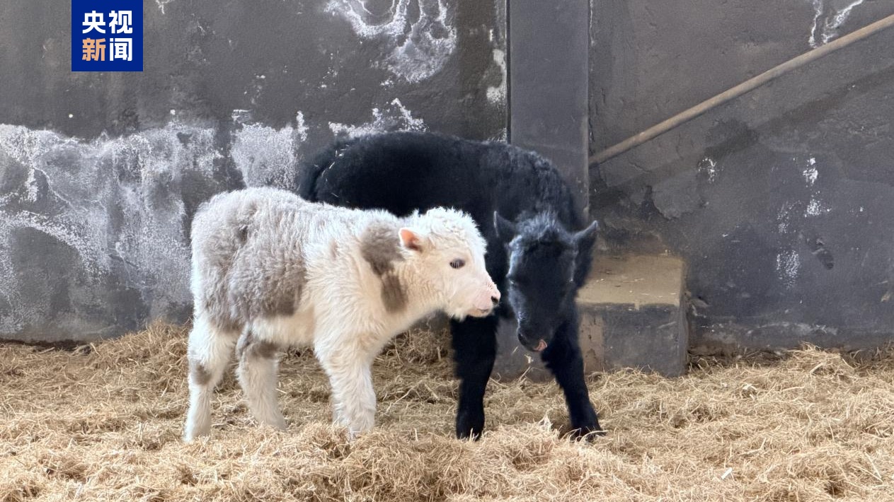 中国、初めてクローンヤク10頭が自然分娩で誕生