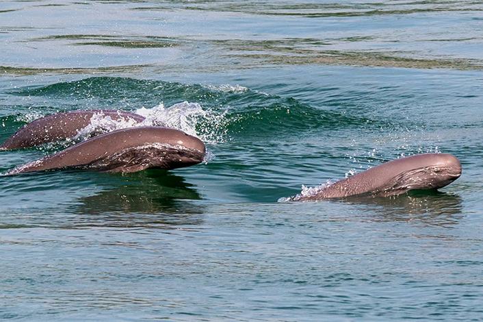 デジタル技術が支える「長江スナメリの帰還」