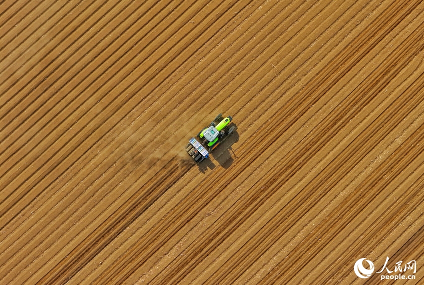 吉林省四平市梨樹県の鳳凰山農機農民専業合作社（農業協同組合）で、作業を進める多機能型不耕起播種機（撮影・李洋）。