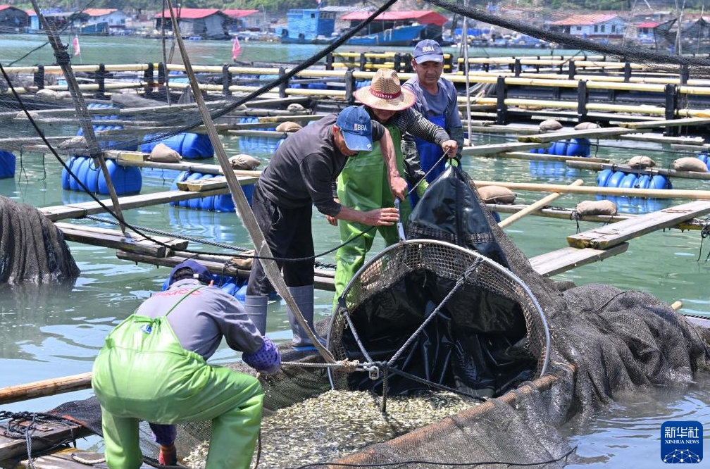 福建省寧徳市三都澳の海上養殖区で、稚魚養殖業者の養殖いかだからフウセイの稚魚を回収し、活魚運搬船で養殖業者のいかだへ運ぶ準備をする作業員（4月25日撮影・姜克紅）。