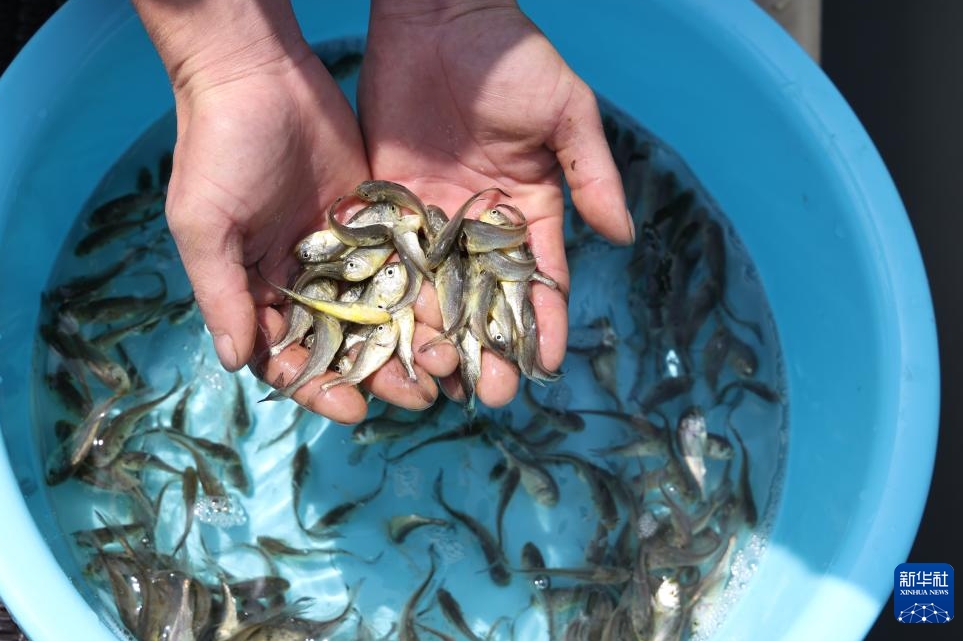 フウセイの稚魚の養殖場への導入ピークに　福建省寧徳市