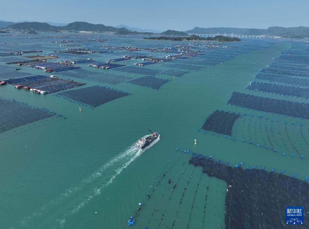 フウセイの稚魚の養殖場への導入ピークに　福建省寧徳市