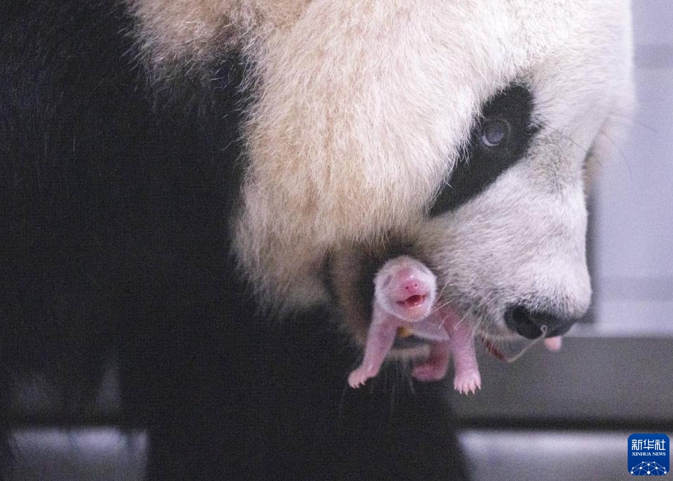 韓国で飼育中のパンダ「華妮」がメスの赤ちゃんを出産