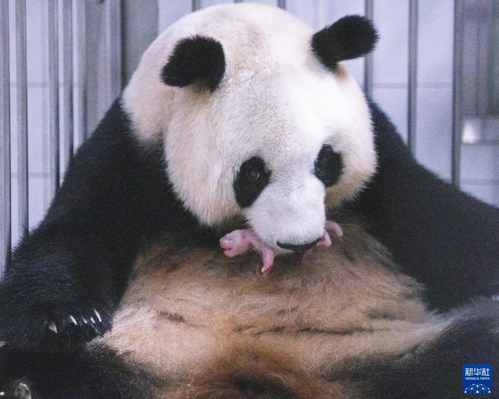 韓国で飼育中のパンダ「華妮」がメスの赤ちゃんを出産