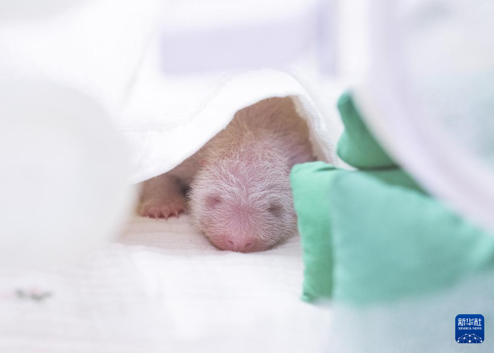韓国で飼育中のパンダ「華妮」がメスの赤ちゃんを出産