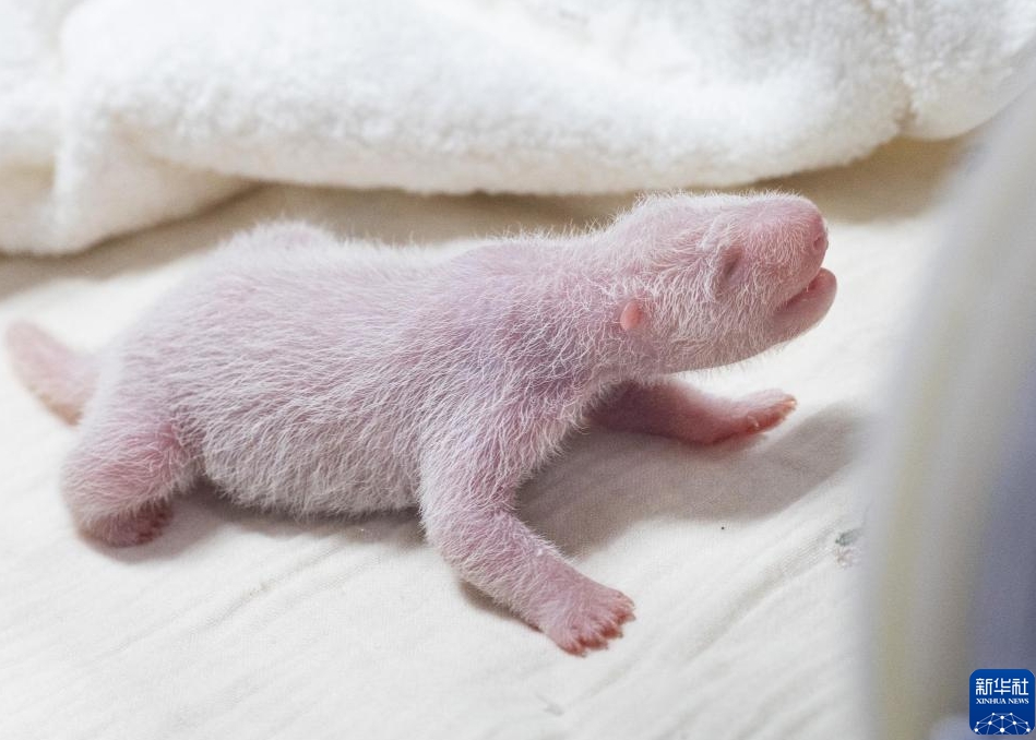 韓国で飼育中のパンダ「華妮」がメスの赤ちゃんを出産