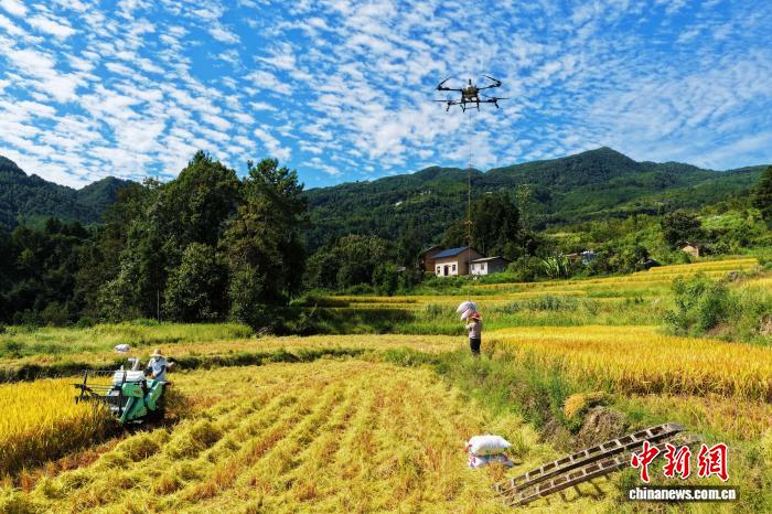 三峡ダムエリア、ドローンが秋の収穫における「空中運搬ルート」を開拓