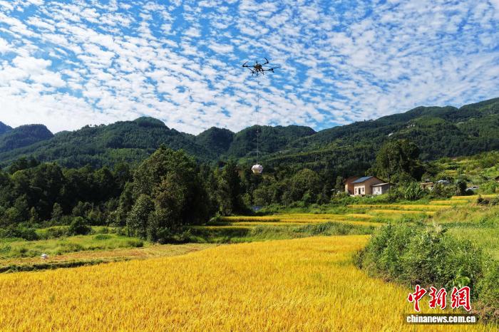 三峡ダムエリア、ドローンが秋の収穫における「空中運搬ルート」を開拓