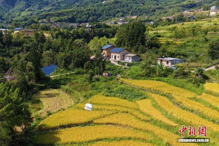 三峡ダムエリア、ドローンが秋の収穫における「空中運搬ルート」を開拓