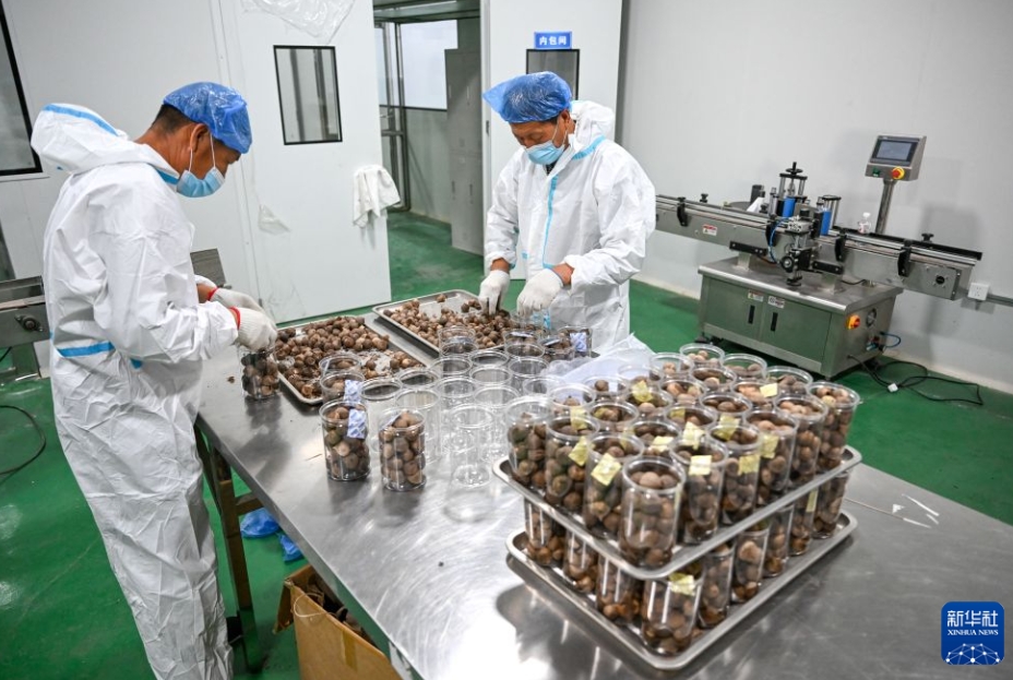 農村振興を後押しする紫ニンニク産業　内蒙古・突泉県