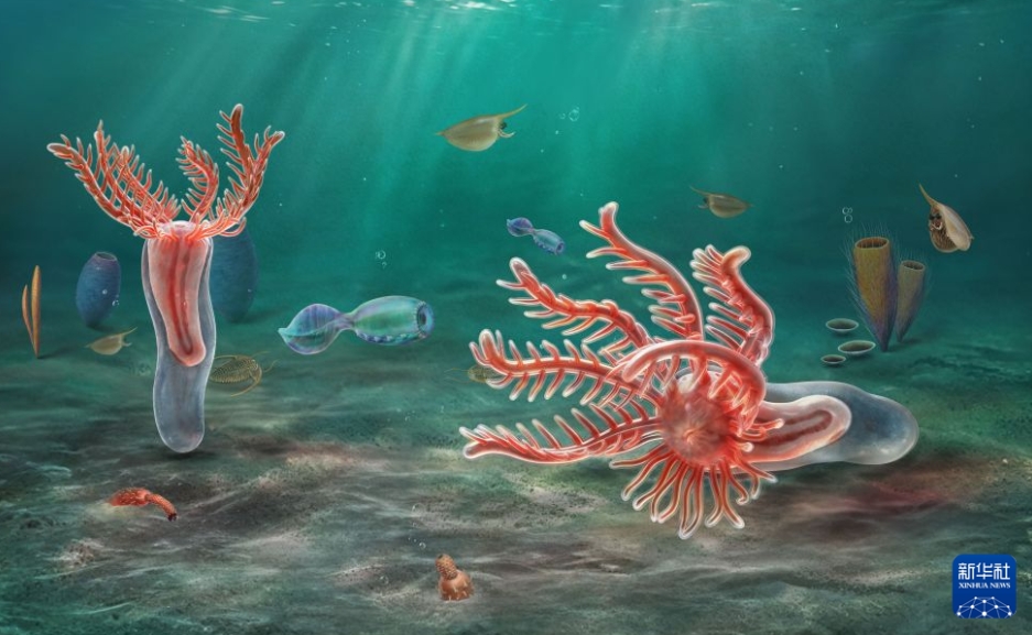 5億1800万年前の棘皮動物の新種「膠膜玉浄虫」の化石見つかる　陝西省