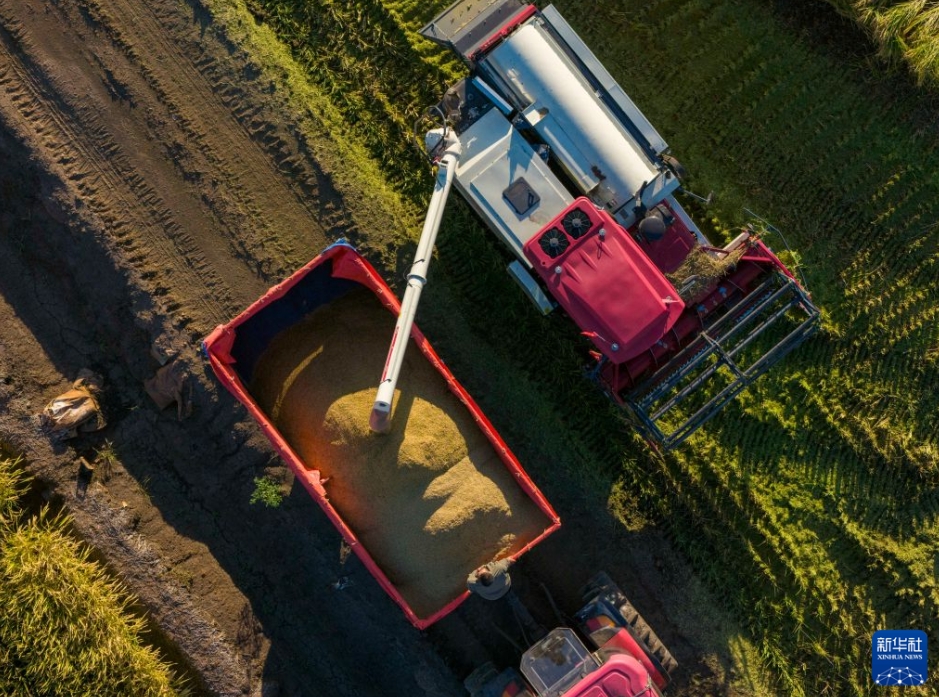 稲刈りシーズン迎える食糧生産大省・黒竜江省
