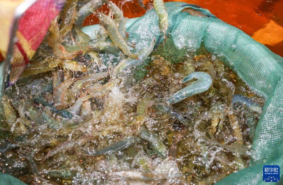 「海鮮の陸上養殖」、山間部におけるバナメイエビ養殖で所得を増加　重慶