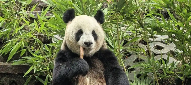 ジャイアントパンダ「冉冉」