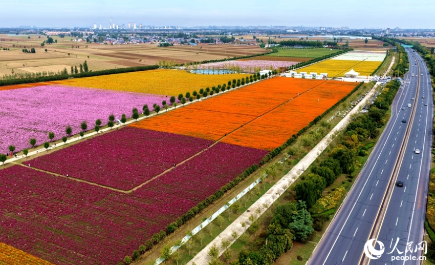 金秋の花畑が観光客を魅了　河南省新郷