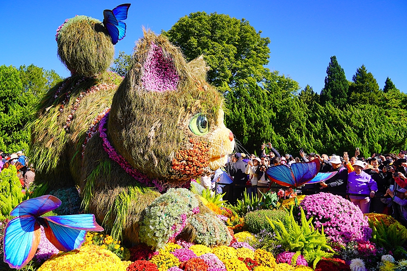 北京の北海公園で「菊の花展」開催　ネコの植物オブジェが大人気に