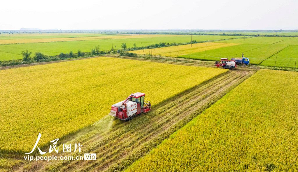 江西省九江市都昌県周渓鎮にある梟陽農場で農業機械を操作して早稲を収穫する農民(7月7日撮影・傅建斌/写真著作権は人民図片が所有のため転載禁止)。